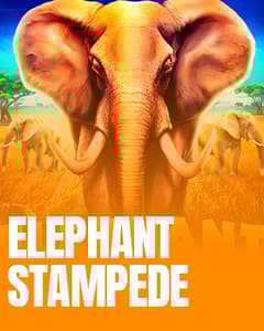 Elephant Stampede