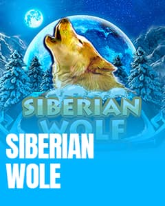 Siberian Wolf	