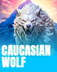 Caucasian Wolf