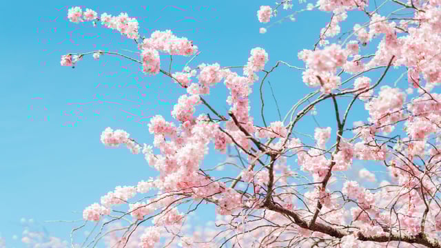 Ecclesbourne Spring Concert - The Ecclesbourne School