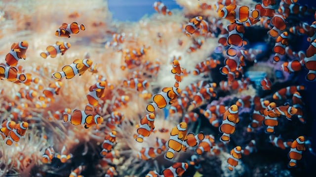 Just Keep Swimming - Junior Show - KPYA