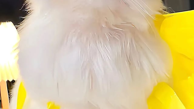 Angel's voice - Angel's voice