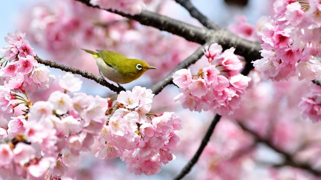 Ecclesbourne Spring Concert - The Ecclesbourne School