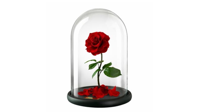 Beauty and the Beast  - Karen Robinson School of Dancing