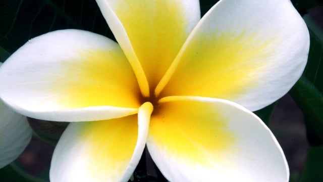 KPYA - How Far Ill Go - Juniors Show