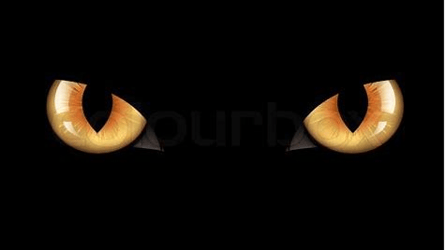 CATS - Pure Rhythm School Of Performing Arts