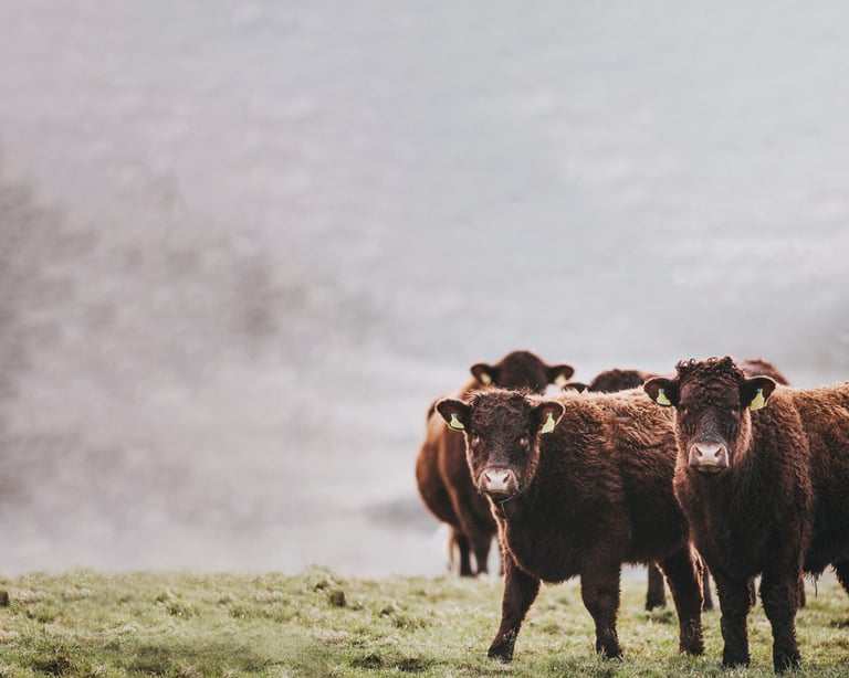 Should meat be off the menu?