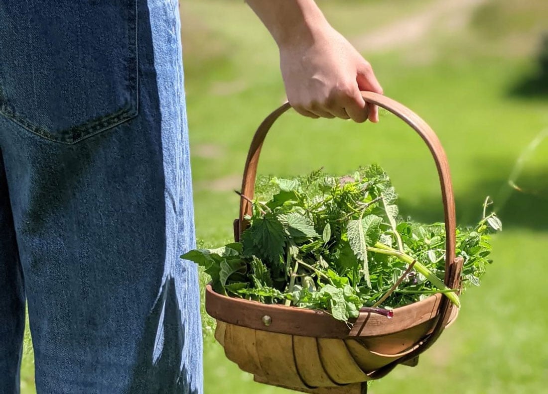 Foraging experience, Totally Wild