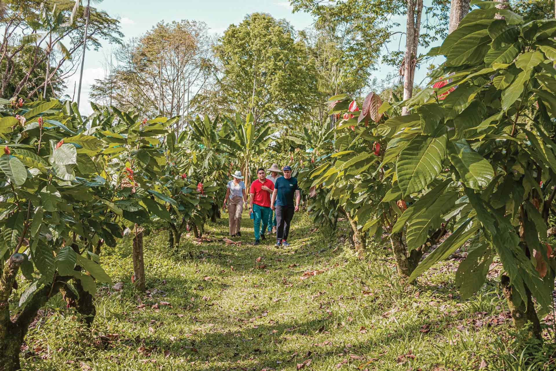 Oliver at the cocoa farm sourcing high-grade chocolate 