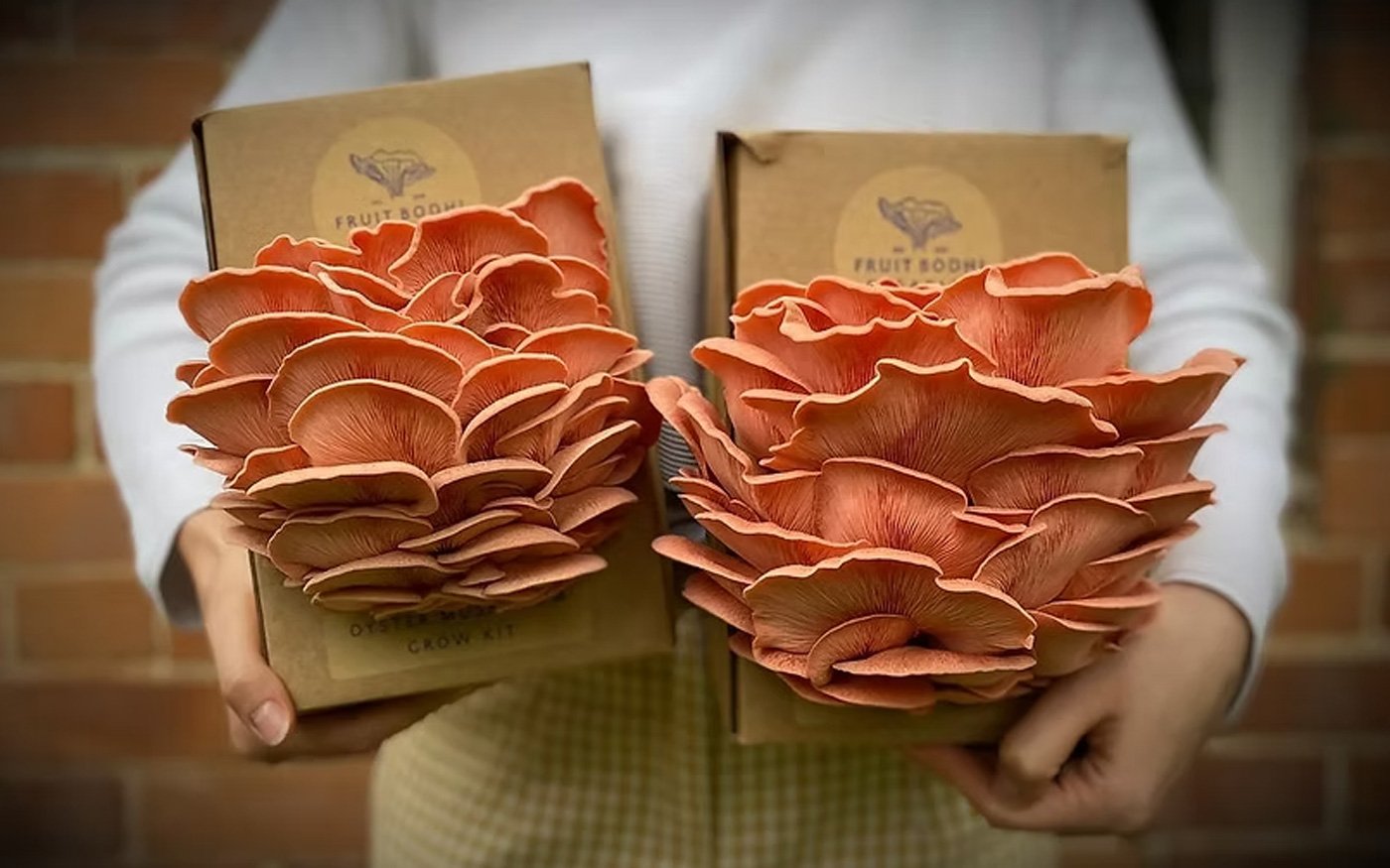 Fruit Bodhi Mushrooms