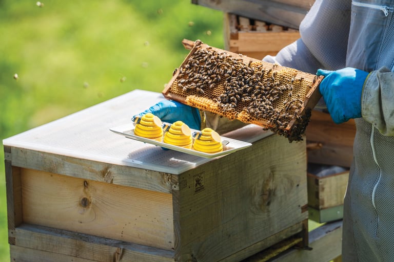 How to use summer's honey