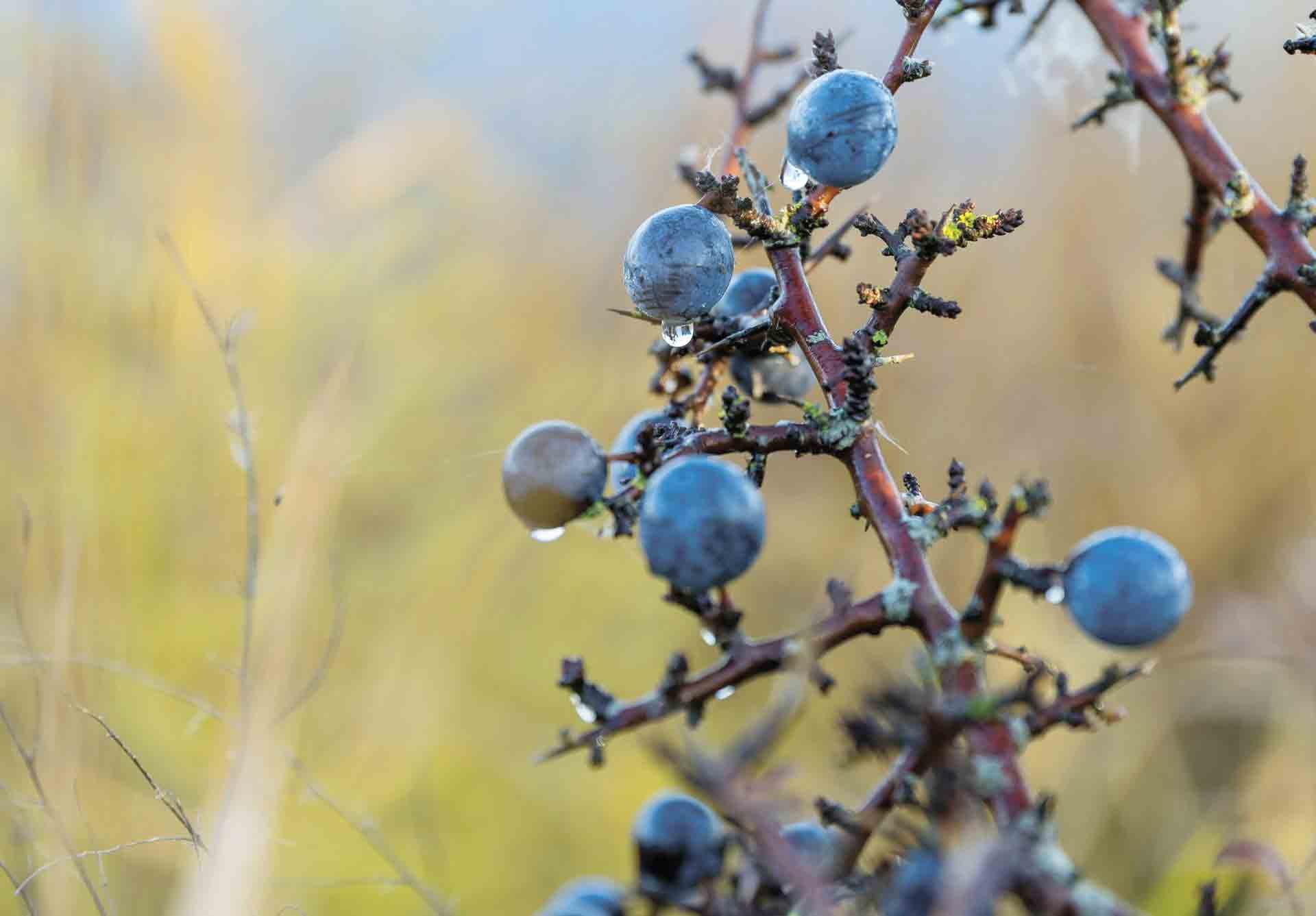 Sloe