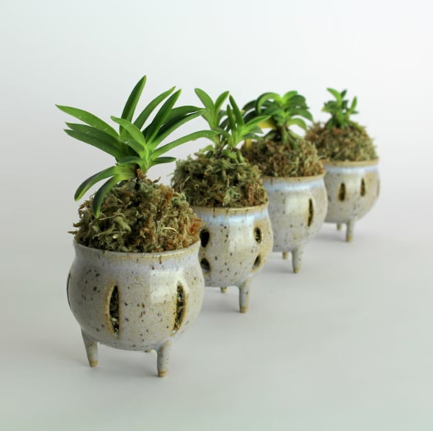 plants in pots