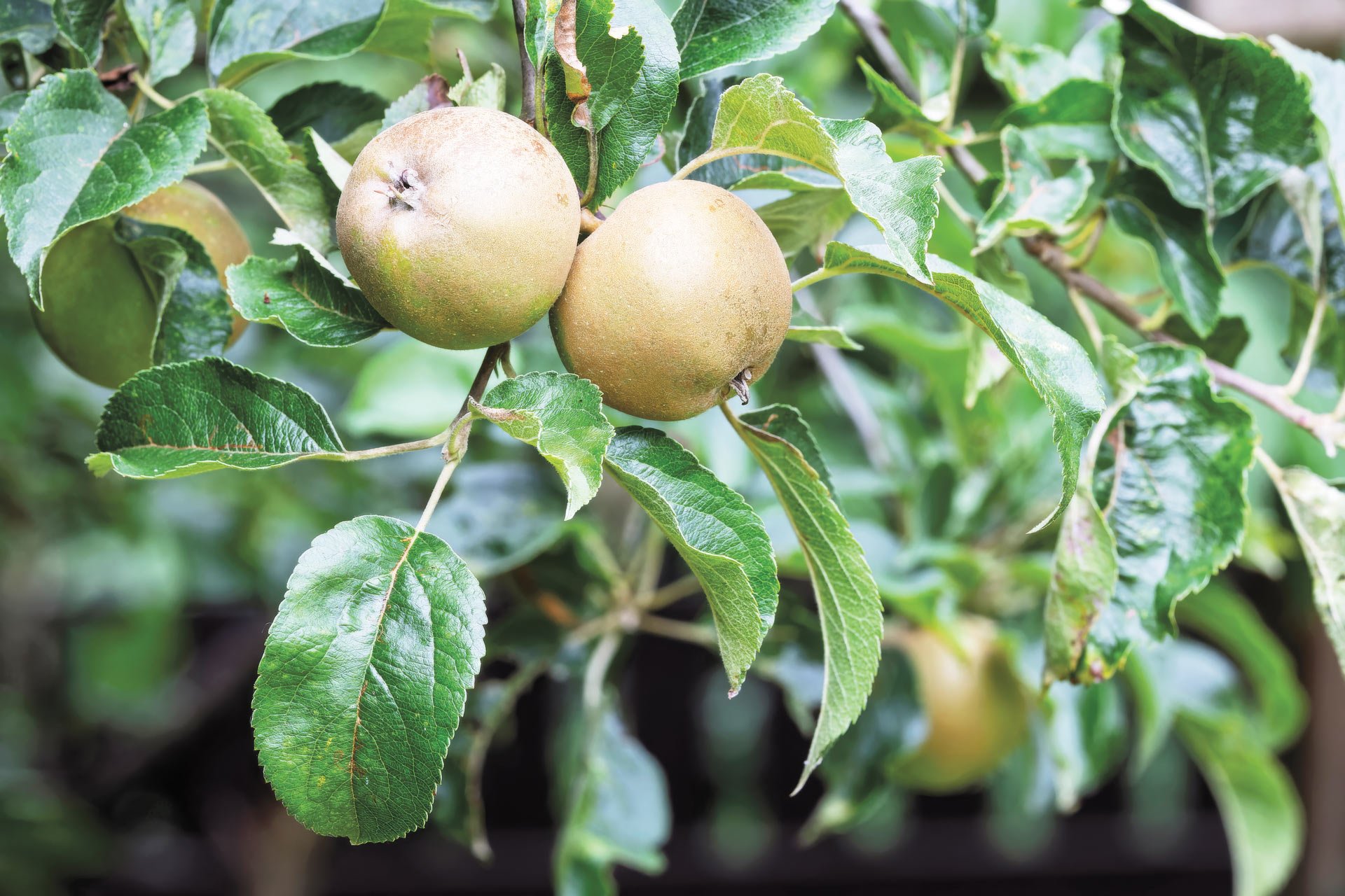 autumn apples