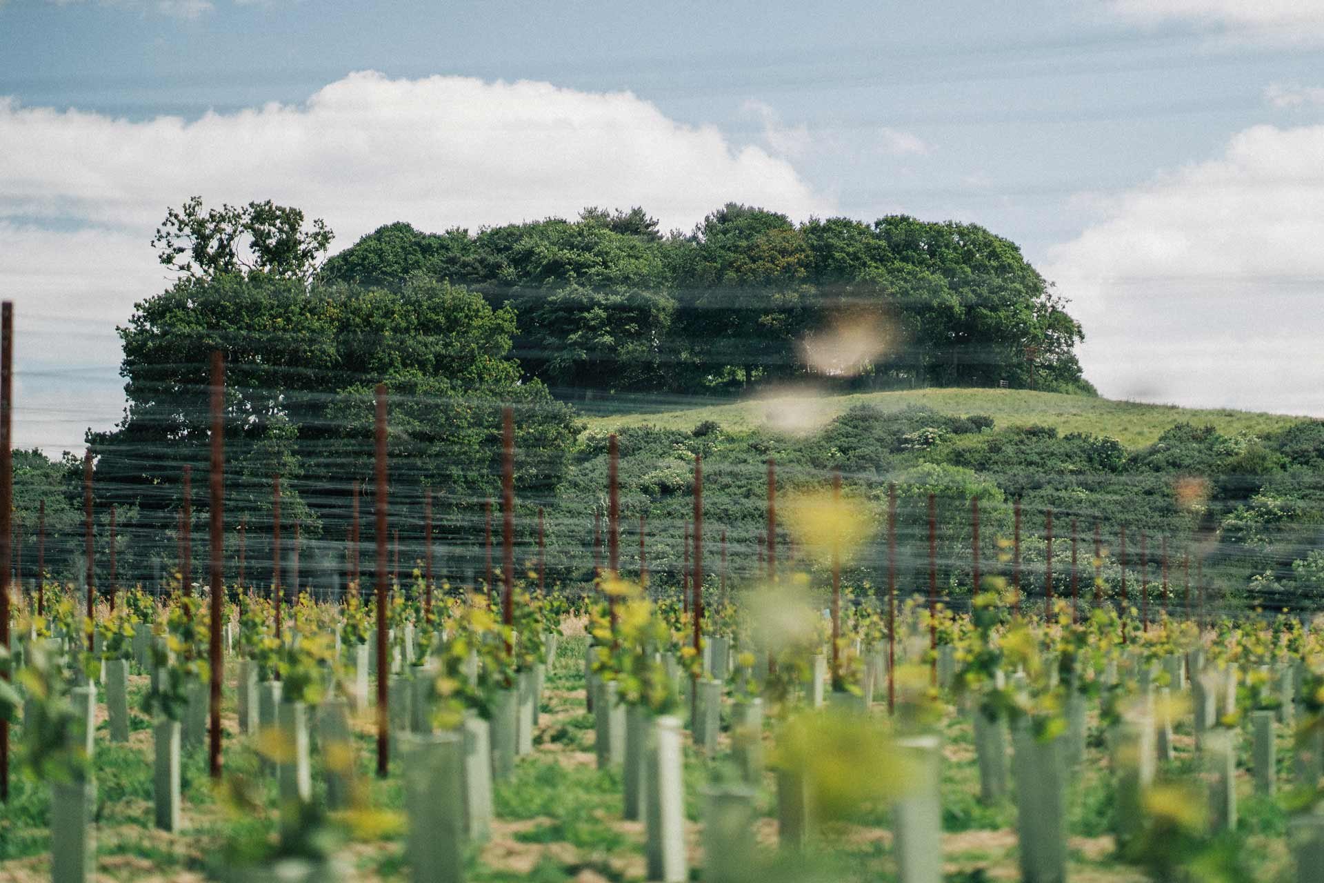 vineyard