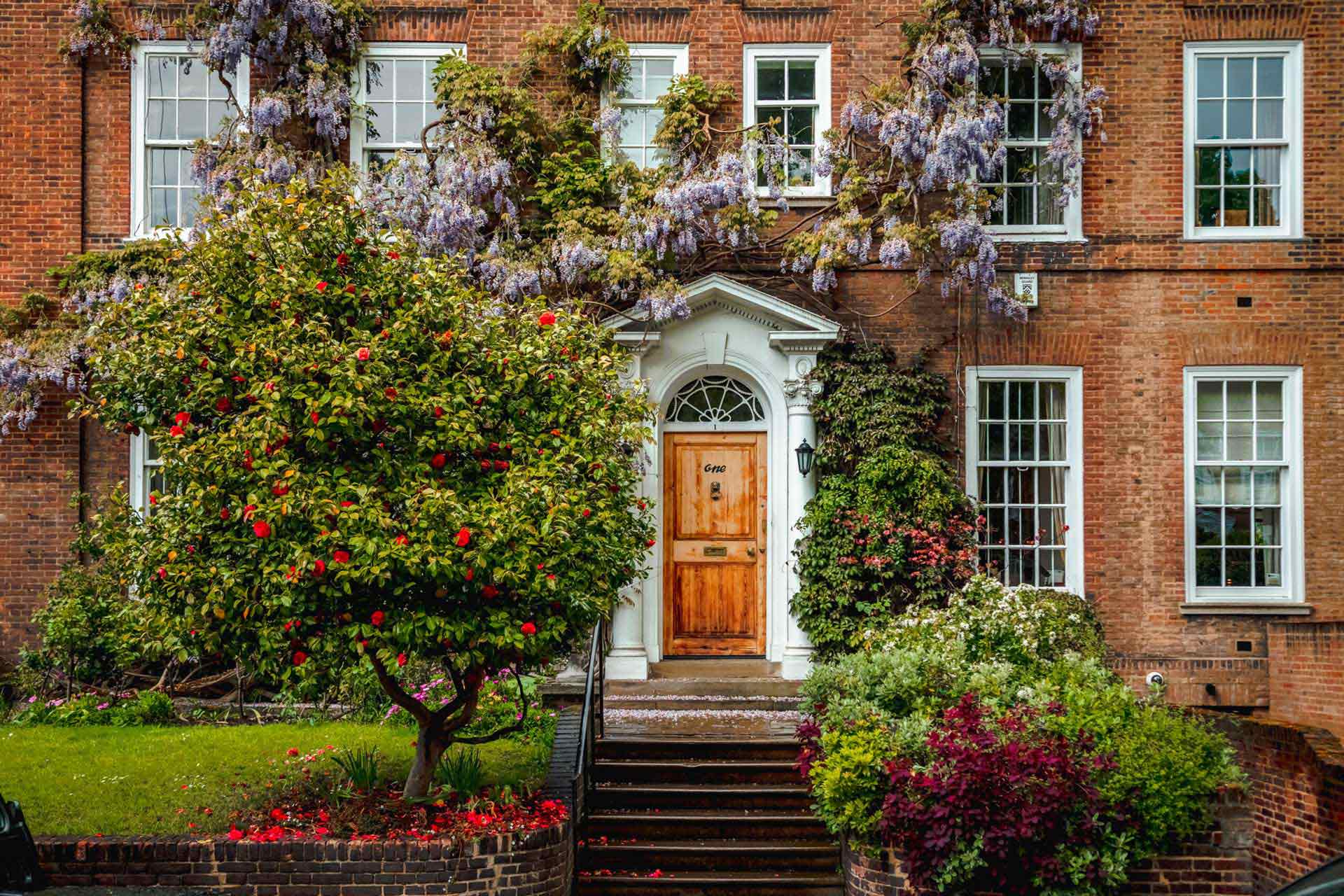 Cozy terraced town houses covered with beautiful wisteria sinensis in Kensington and Chelsea, London, England, UK.