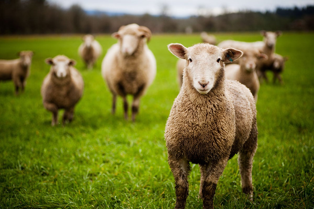 Sheep’s wool insulation rolls approved for listed building use