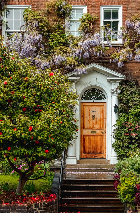 Cozy terraced town houses covered with beautiful wisteria sinensis in Kensington and Chelsea, London, England, UK.