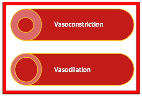 Image 1: Vasoconstriction and vasodilation of blood vessels.
