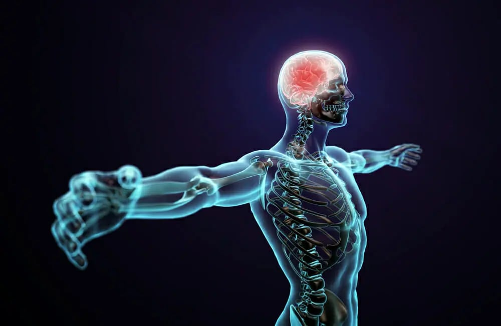 Skeleton Brain