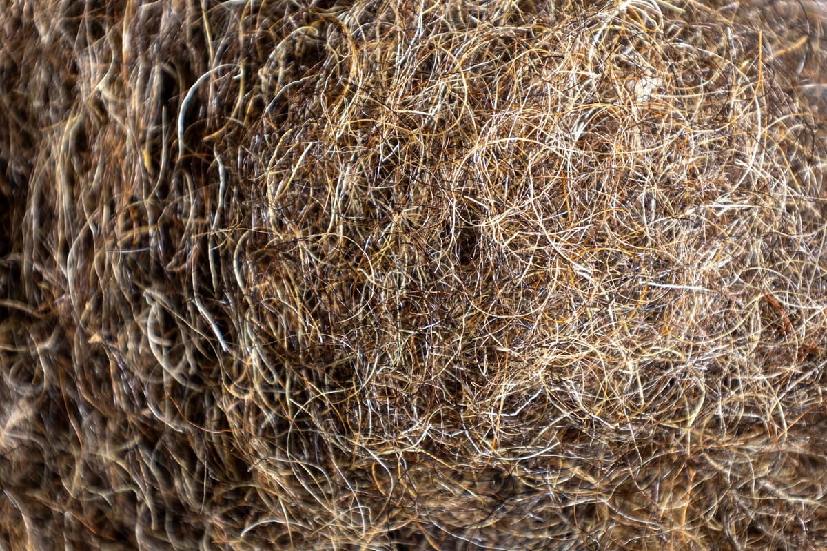 Crina de Cavalo