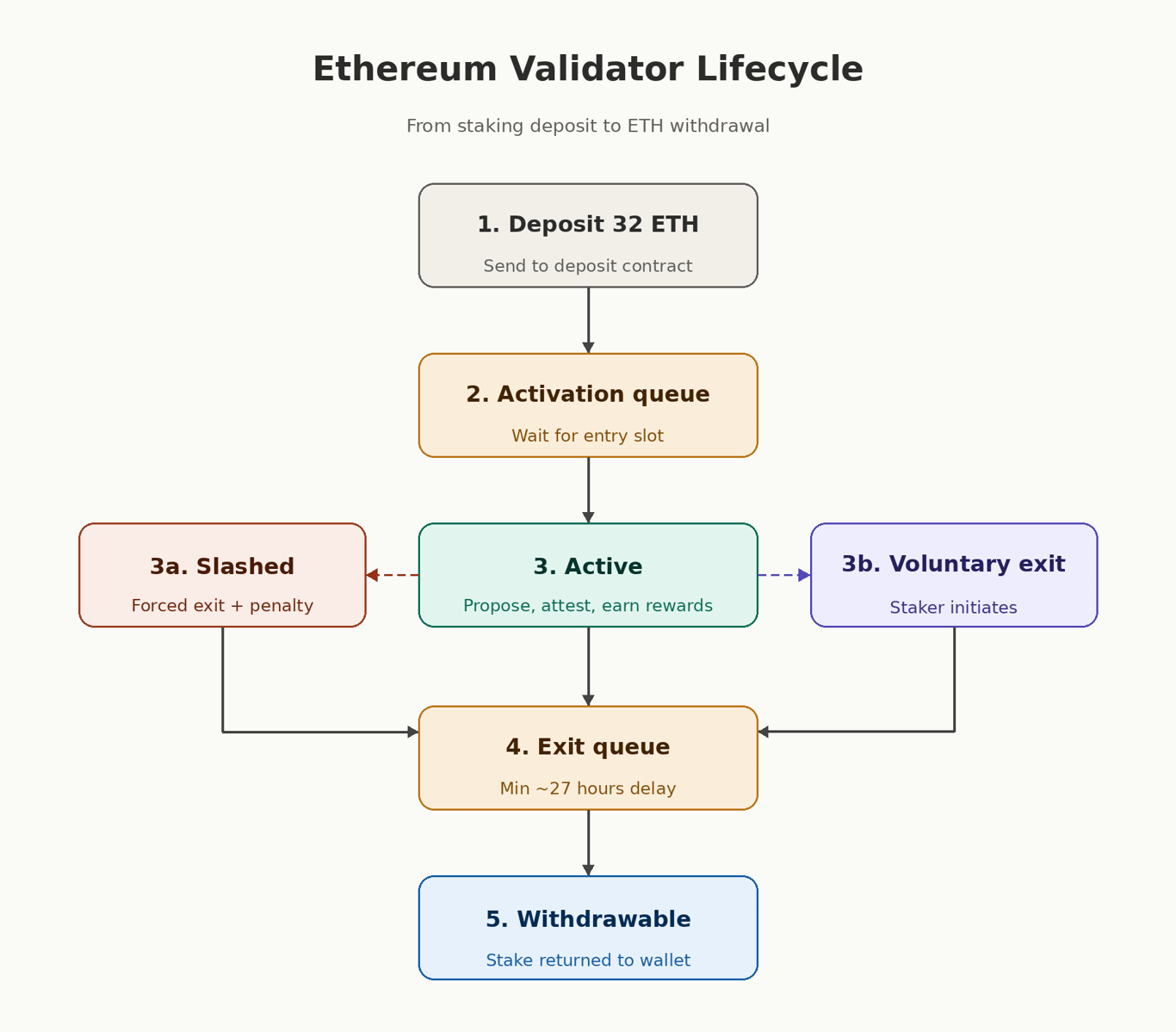 how beacon chain works and validator lifecycle