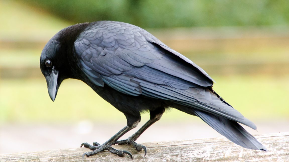 For the first time, research reveals crows use statistical logic
