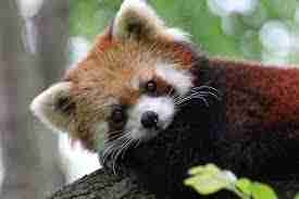 redpandas.eth