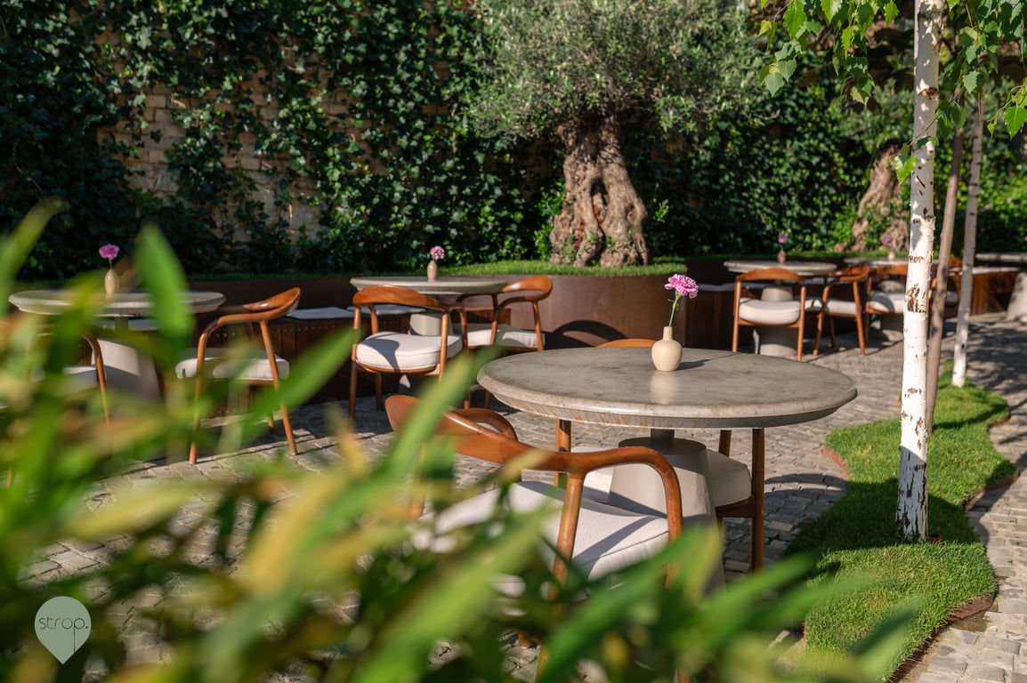 Măslin bătrân în grădina Strop Bistro