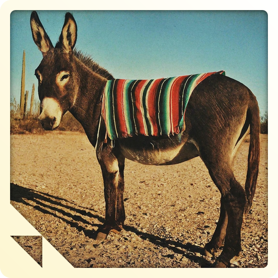 Pablo the Donkey