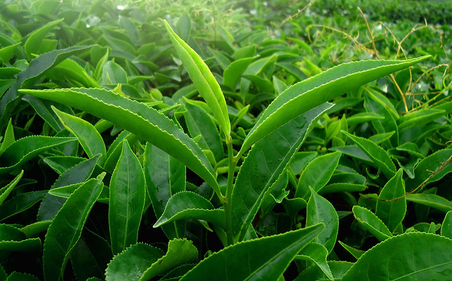 Camellia sinensis var sinensis leaves ready for plucking. Image shows a field full of tea trees with one particular stem in the foreground.