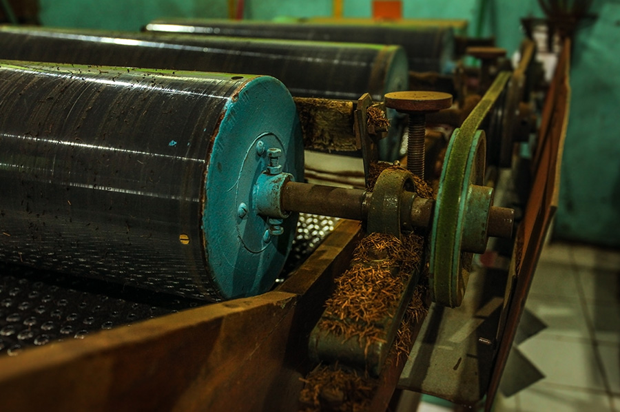 One of the machines used in the CTC method, which crushes the leaves with heavy metal rollers.