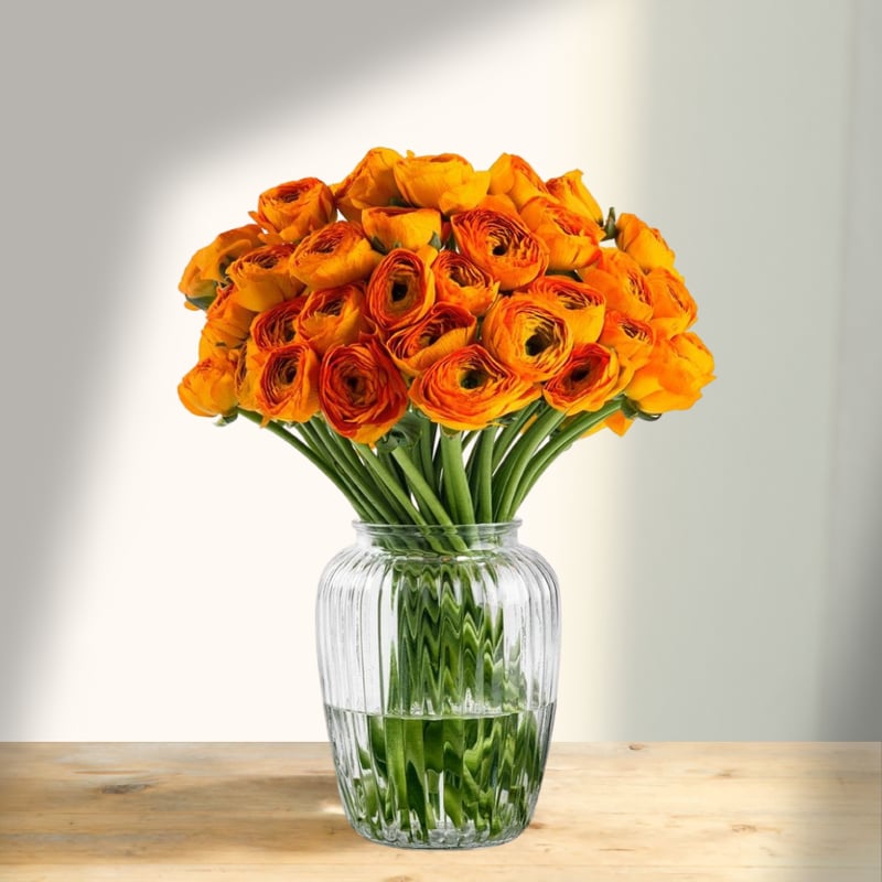 Skinti vėdrynai (Ranunculus), stambiažiedžiai, oranžinės spalvos