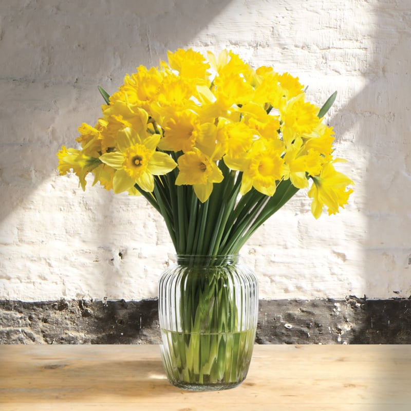 Narcizai (Narcissus), geltonos spalvos