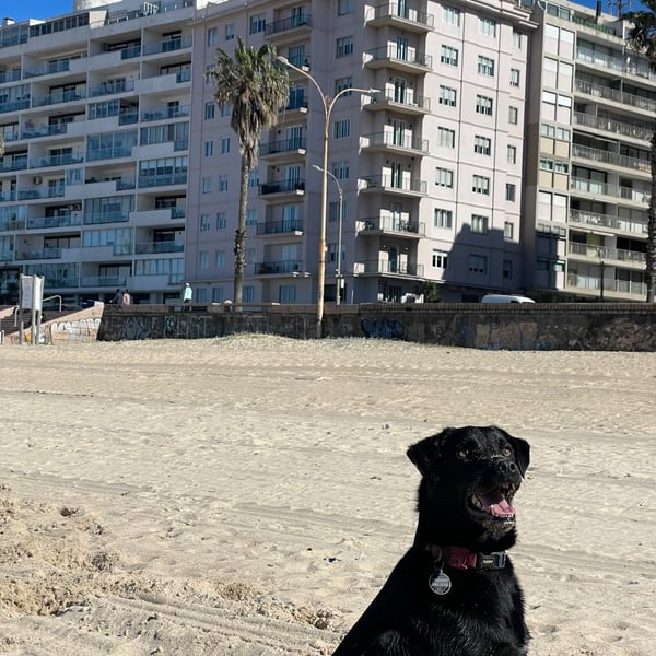 Image 2 of Mocca