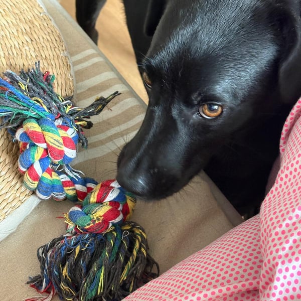 Image 5 of Mocca