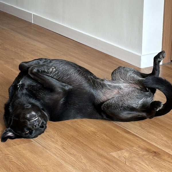 Image 4 of Mocca