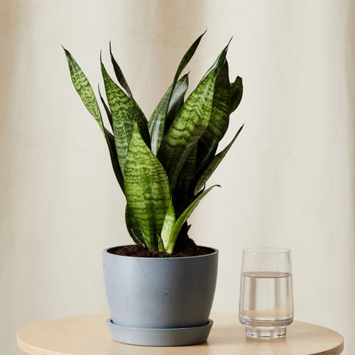 Potted Indoor Plants