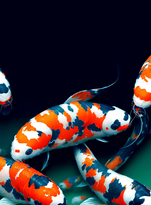 koi, fish, carp