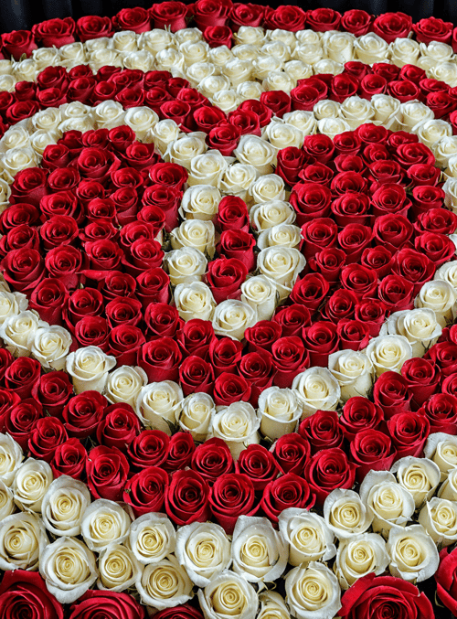roses, arrangement, flower
