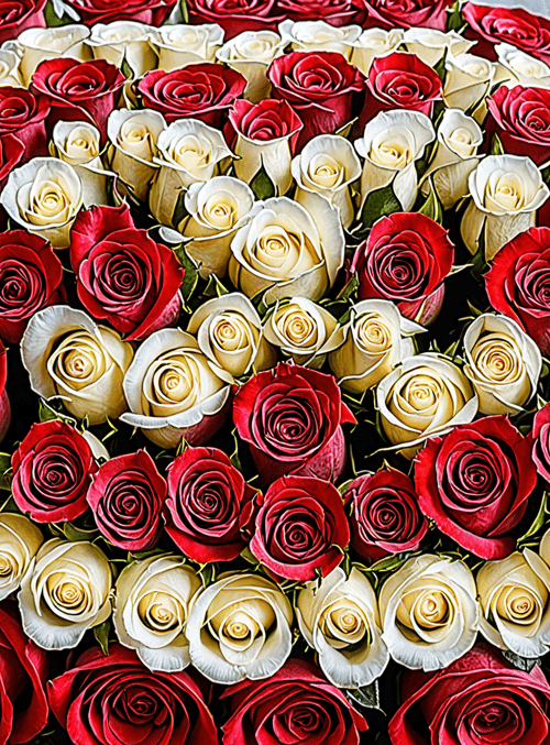 roses, bouquet, flowers