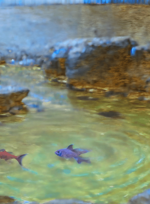 fish, aquarium, rocks