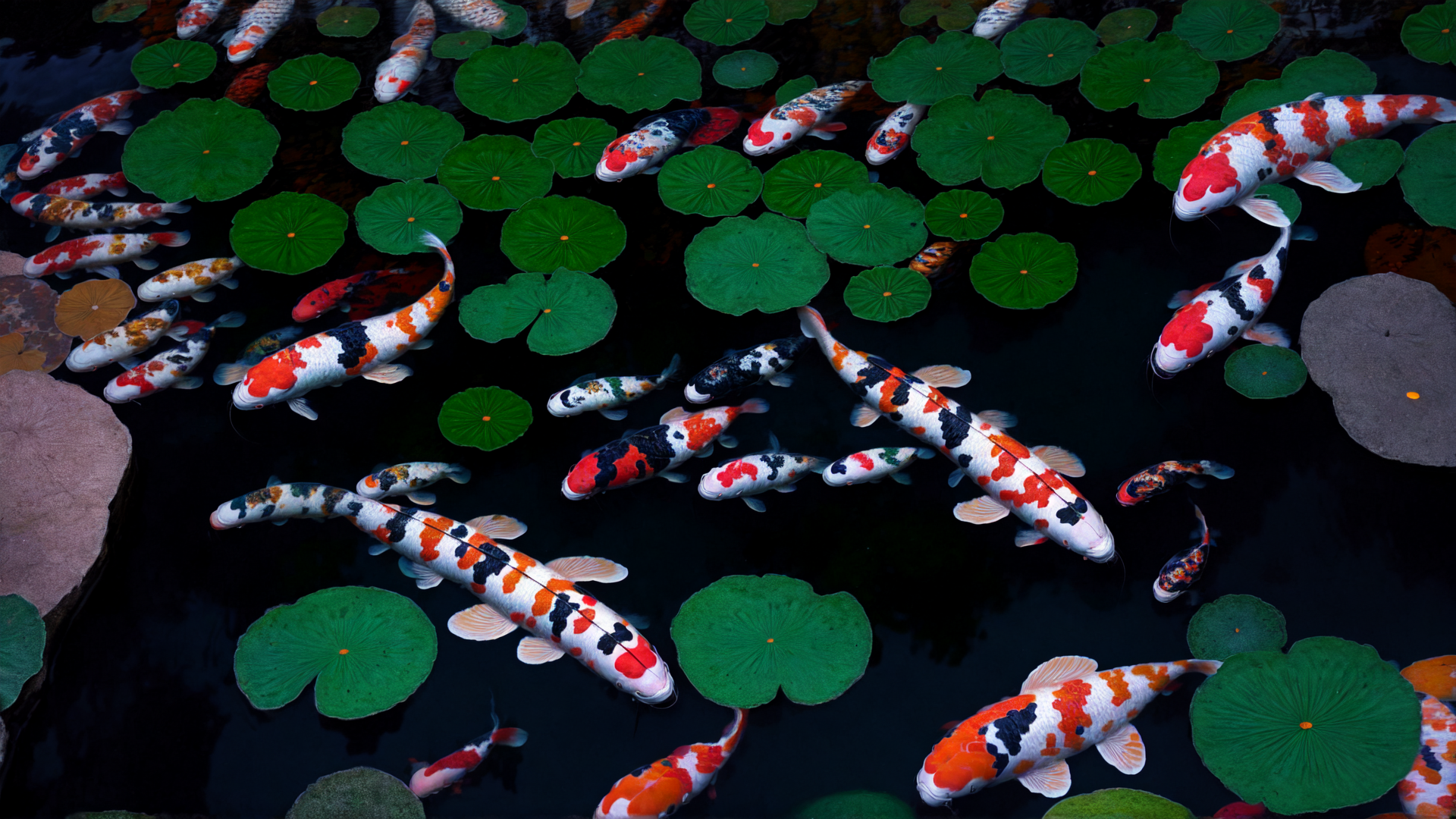 AI generated wallpaper featuring koi fish, lotus leaves, pond, water, fish, plants