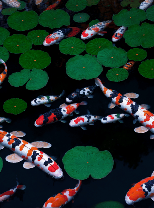 koi fish, lotus leaves, pond, water, fish, plants