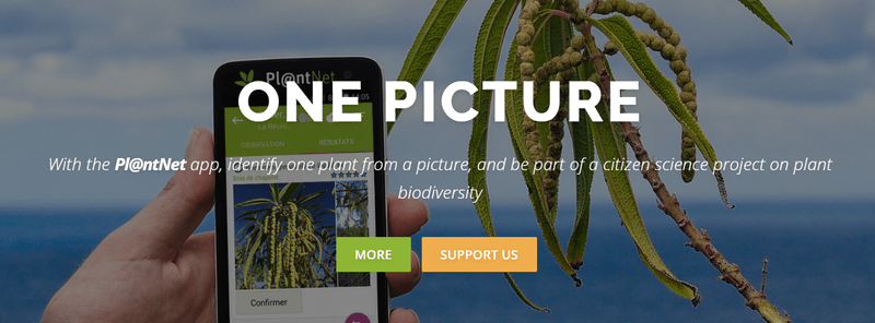 plantnet free plant identification app for android phone