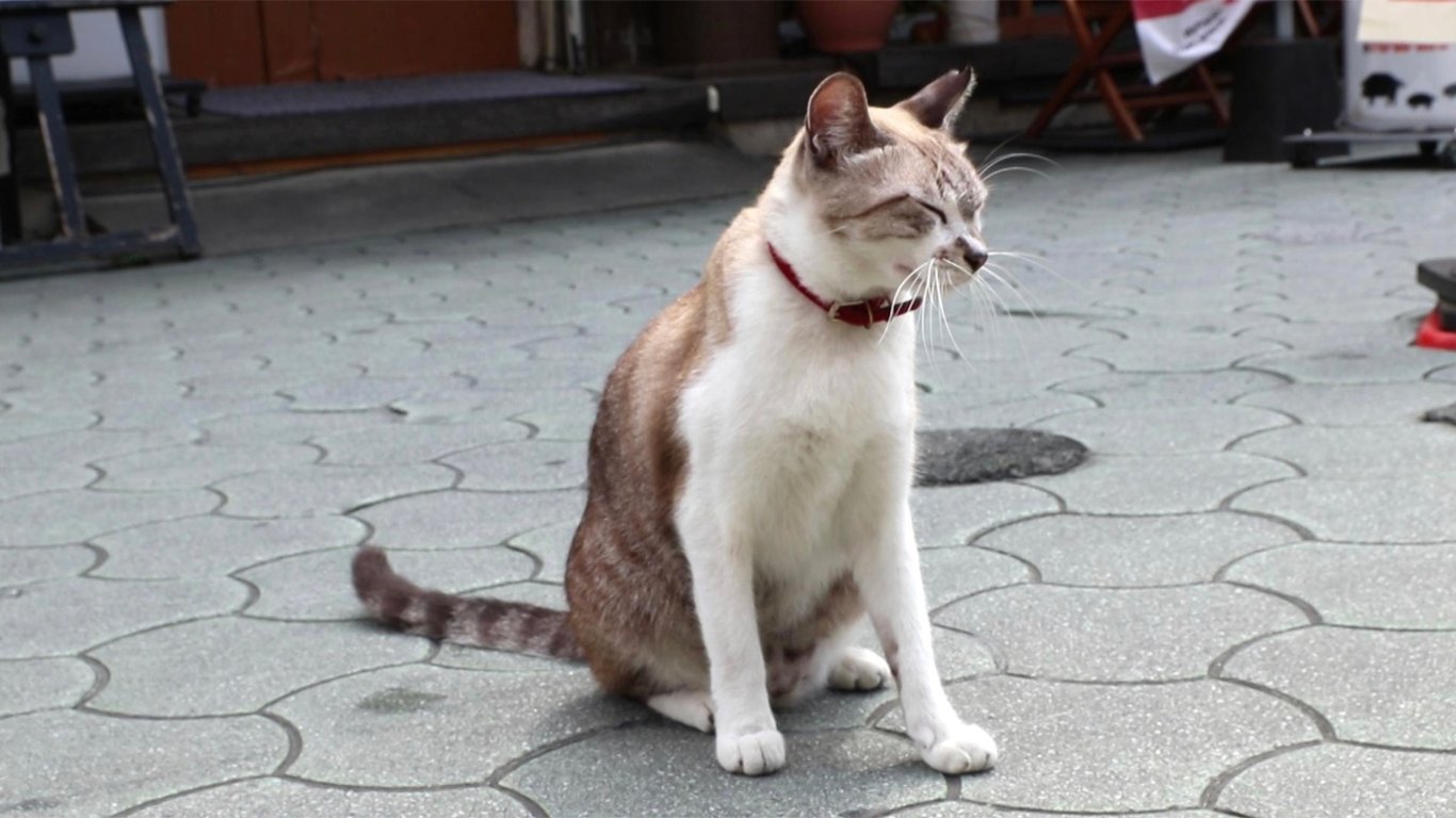 图片[14]-#美尻 リゾート いろは 美尻美女写真集 (HMJM) - 全本免费在线观看-阅图吧