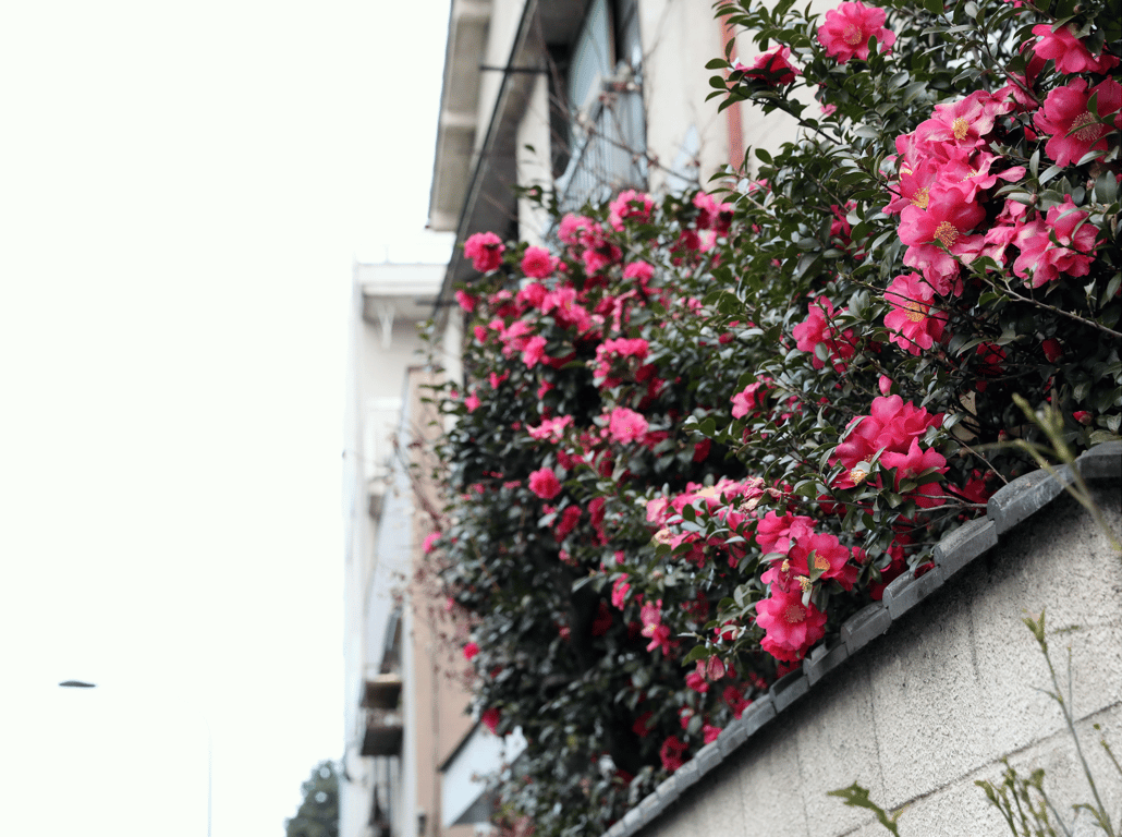 图片[43]-#週刊ポストデジタル写真集 水戸香奈 花を愛でる人 - 全本免费在线观看-阅图吧