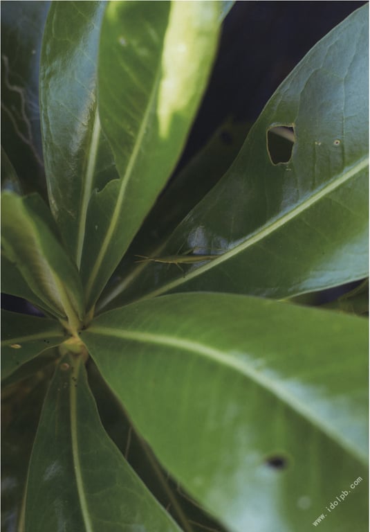 图片[55]-#川島海荷 写真集 青之走廊 - 全本免费在线观看-阅图吧