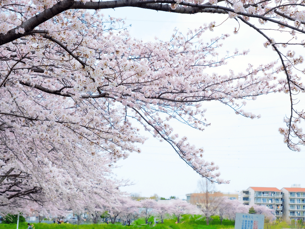 图片[2]-エモーショナルシチュエーション Vol.2【四季編】仓本菫 凉森玲梦 枢木葵 木下日葵 - 在线免费观看-阅图吧