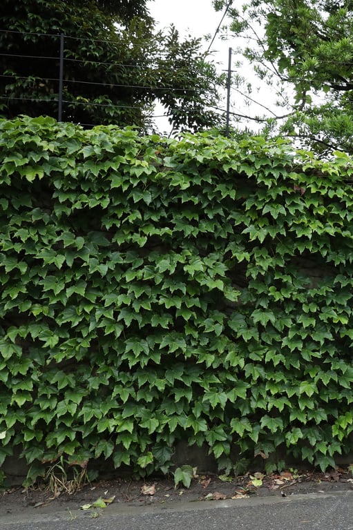 图片[3]-#清水枫「emerge as… MAX EDITION 146ページ完全版」 FRIDAYデジタル写真集 - 全本免费在线观看-阅图吧